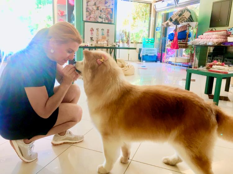 Κομμωτήρια σκύλων