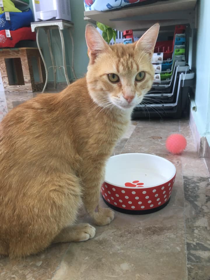 Κομμωτήρια σκύλων