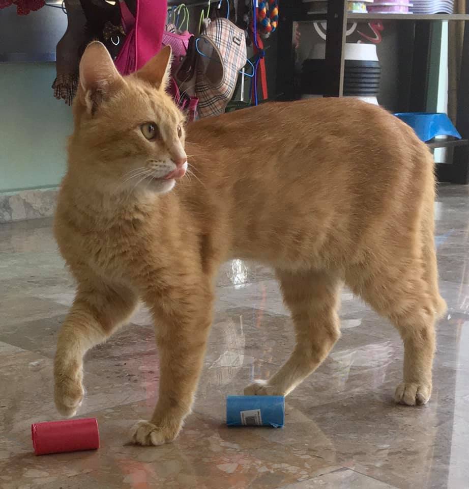 Κομμωτήρια σκύλων