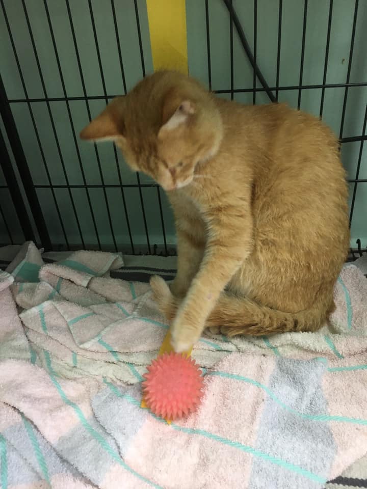 Κομμωτήρια σκύλων